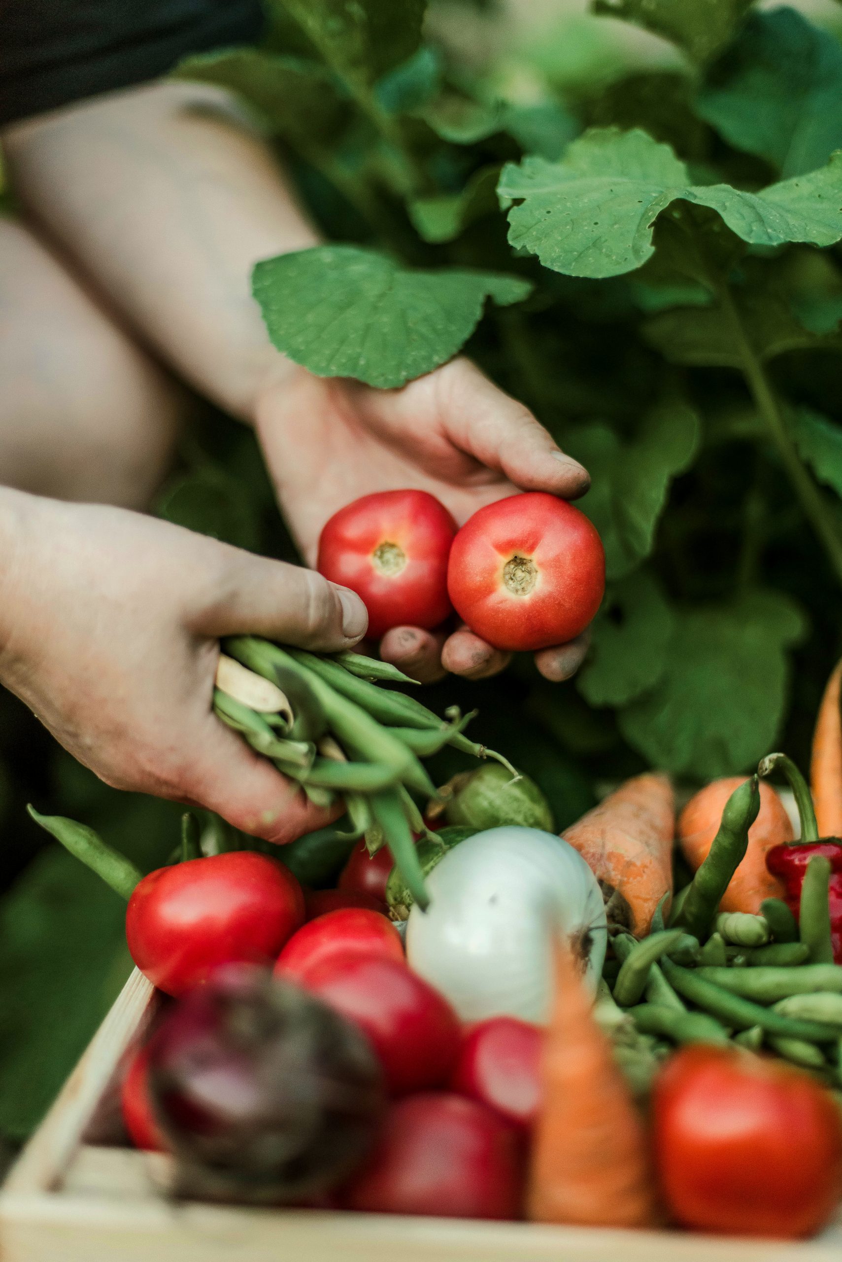 Woman gathering ripe vegetables in the garden.